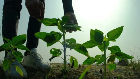 Man Inspecting Plant Leaf Video stock 206717945