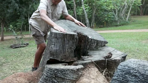 Man inspecting the rings on a tree Vídeo Stock 135260794