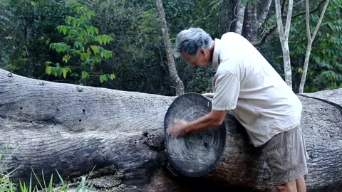 Man inspecting the rings on a tree Stock Footage 135261156