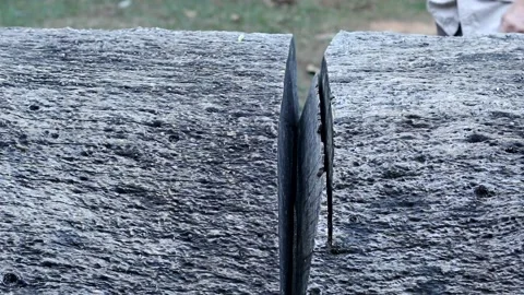 Man inspecting the rings on a tree Stock Footage 135261609
