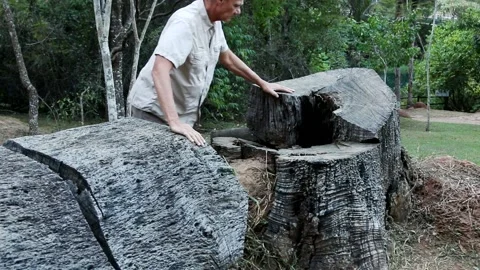 Man inspecting the rings on a tree Stock Footage 135261762
