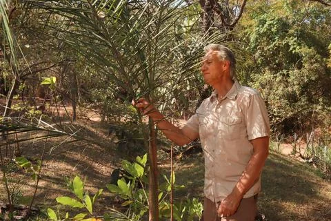 Man Inspecting Tree Leaves Stock Photos