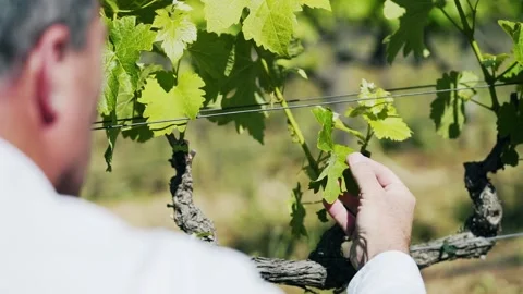 Man inspecting wine vineyard leaf Stockbeeldmateriaal 168240977