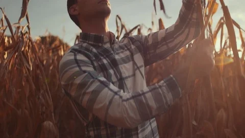 Man Inspects Corn Stalk During Sunset (Pan Up) Stock Footage 81563659
