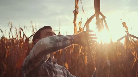 Man Inspects Corn Stalk in Field During Sunset (Pan Down) Stock Footage 81563535
