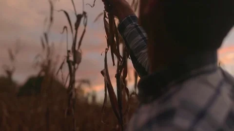 Man Inspects Corn Stalk in Field During Beautiful Pink Sunset Stock Footage 81563566