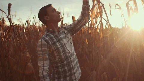 Man Inspects Corn Stalk in Field During Sunset (Wide) Stock Footage 81563649