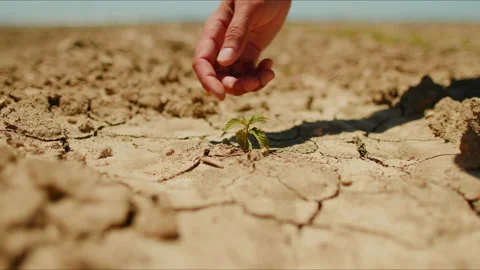 Man inspects the crop in the field Stock Footage 170849188
