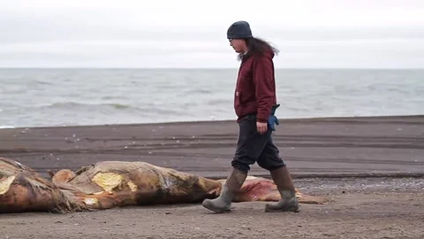 Man Inspects Dead Bowhead Whale Carcass On The Beach Stock Footage 145252297