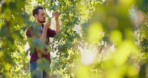 A man inspects the hops growing from a tree. Stock Footage 146529781