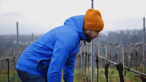 Man inspects a vineyard in spring. Stock Footage 274950921