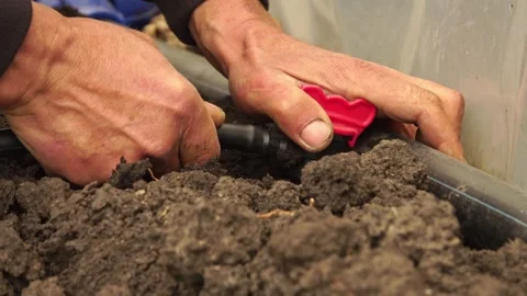 Man installing drip irrigation system. Close Up. Stock-Footage 243708615