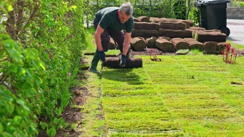 Man installing fresh sod rolls to restore garden lawn during spring landscaping Stock Footage 310685746