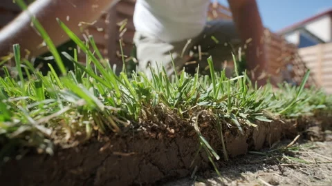 Man Installing Sod Grass in Backyard Garden Stock Footage 283235969
