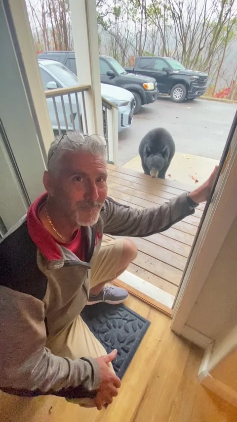 Man Instantly Regrets Taking Selfie With Bear, Gatlinburg, Tennessee, USA - 28 N Stock Footage 294112366