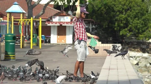 A man interact with pigeons. Stock Footage 136198517