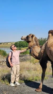 Man Interacting and Petting Large Bactrian Camel Stock Photos