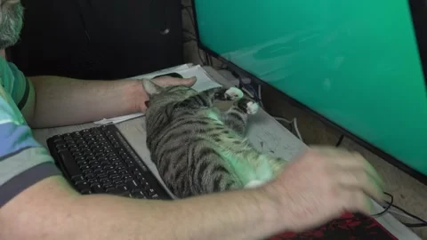 Man Interacting with Happy Stretched Cat on Office Desk Stock Footage 336542100