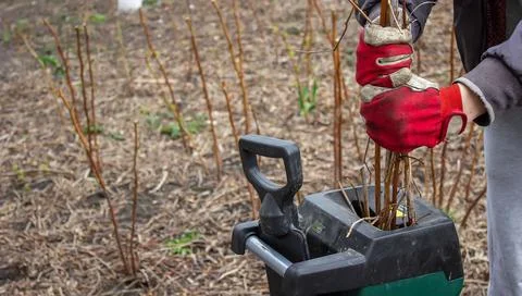 A man interrupts the dry branches of a tree into a tyrsa. Stock Photos