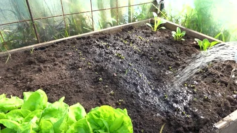 Man irrigating raised bed in greenhouse. irrigating crops with watering can. Stock Footage 282050150