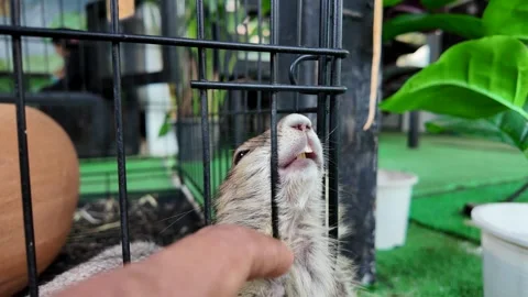 Man itching lap prairie dog at her neck in cage. Vídeo Stock 272596658