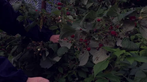 A man in a jacket picks raspberries from a bush. Autumn harvest of berries Stock Footage 141857221