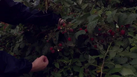 A man in a jacket picks raspberries from a bush. Autumn harvest of berries. Stock Footage 141857917