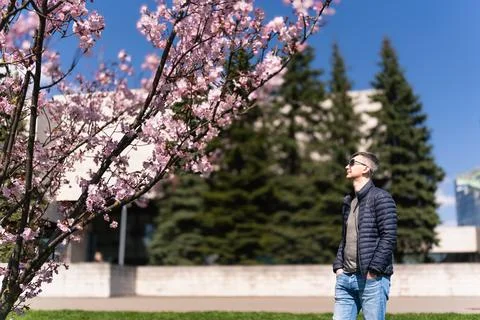 Man in jeans and thin down jacket in spring admiring pink cherry blossoms on Stock Photos