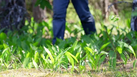 A man in jeans walking through the woods picking lilies of the valley Video stock 276721441