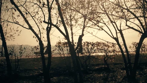 Man Jogging in autumn Park Stock Footage 117909199