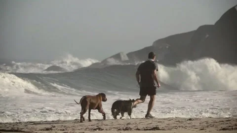 Man Jogging on a Beautiful Beach with his Two Dogs, Slow Motion Stock Footage 251727603