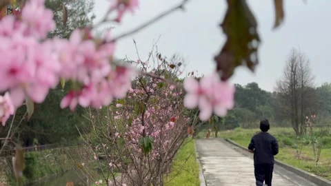 Man jogging by the cherry blossom tree. Spring time, handheld shot. Stock Footage 268994142