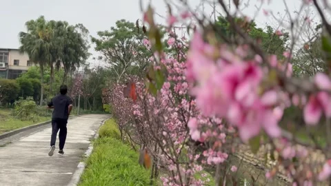 Man jogging in park during cherry blossom Stock Footage 268995152
