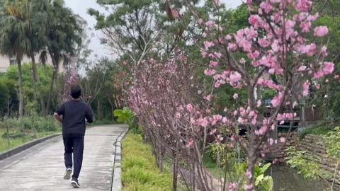 Man jogging in park during cherry blossom. Stock Footage 268995205