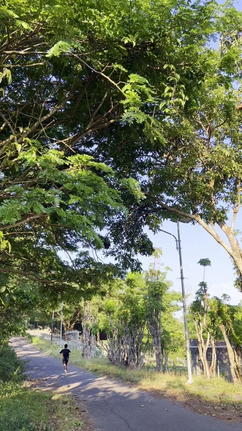 Man Jogging on Path Under Trees Stock Footage 333944746