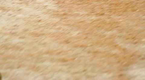 Man jogging through forest Stock Footage 19775428