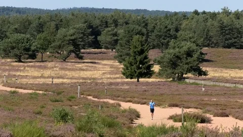 Man jogging through heathland on sandy hiking trail in summer, heather, heath Stock Footage 115135514