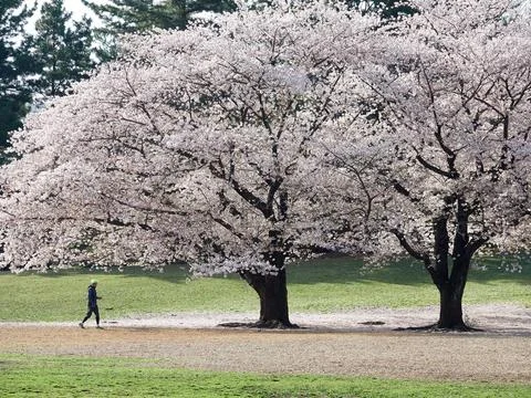 A man jogging under the cherry blossoms in full bloom in Japan Stock Photos