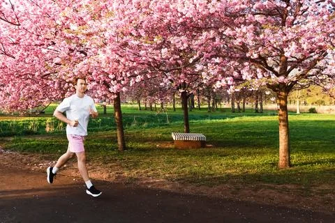 Man jogging under pink cherry blossoms in. A sunlit park scene focused on h.. Stock-Fotos