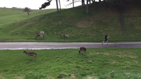 Man Jogs Through Phoenix Park Amidst a Herd of Deer, Dublin - Ireland, 2018 Stock Footage 88717154