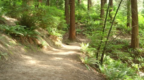 Man jogs toward the camera on a forest path Stock-Footage 44793731
