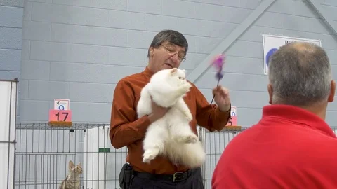 Man judges cat at cat show Stock Footage 80393716