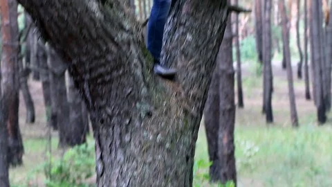 Man jumps from tree Stock Footage 71359584