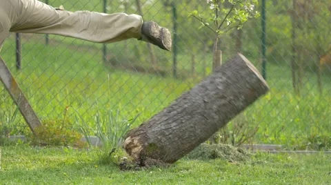 Man kicking down rotten stump - slow motion Video stock 62741267