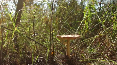 Man Kicking a Toadstool Mushroom Stock Footage 55324526