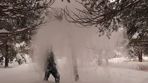 Man kicks snowy tree, powder falls in winter forest, playful Canada scene funny Stockbeeldmateriaal 329934819