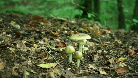 Man kicks a toadstool with his foot, while gathering mushrooms in the forest Stock Footage 95720154