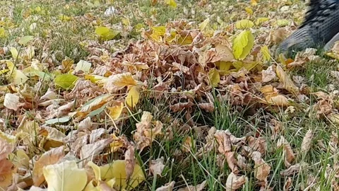 Man kicks yellow leaves in Park in autumn, super slow motion 스톡 동영상 117586834