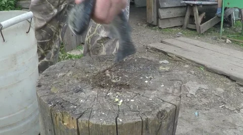 Man kills a live fish on the head with a stick. 스톡 동영상 63346025