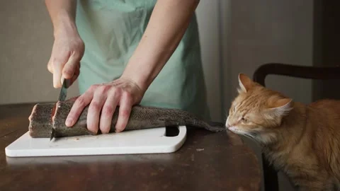 Man in the kitchen cuts fish on the table, a cat sits nearby and gnaws on a Vidéo 171594556